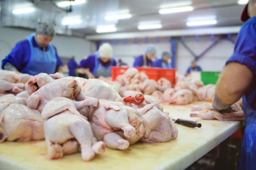 Broiler Chicken Farming Business: Opportunities and a Complete Guide to Getting Started