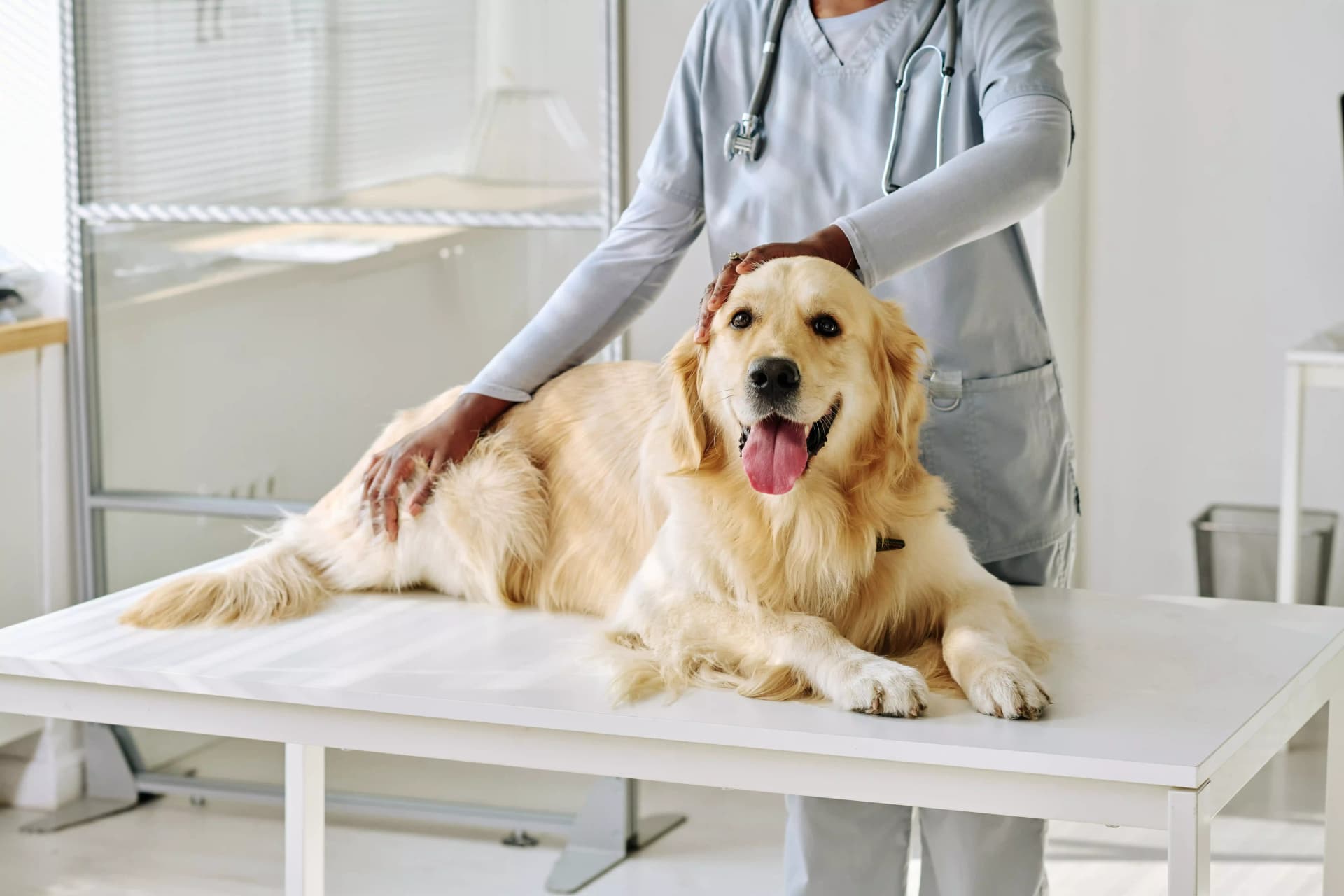 Get to Know The Type of Dog and How to Care for It